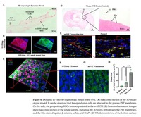 Kirkstall Quasi Vivo类器官串联芯片系统2025发表最新文章：体外模拟脑室下区（SVZ）神经干细胞生态位 