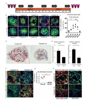 北京基尔比生物科技公司3D细胞培养系统：工作原理、功能应用与未来展望 