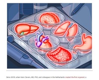 《JAMA》最新梳理类器官技术的现状、应用前景及政策动向